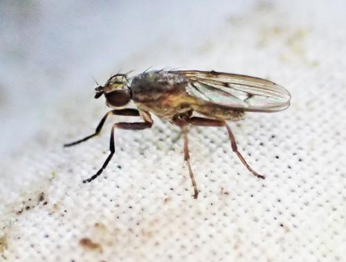 Réf. 315 994 : Pherbellia cinerella